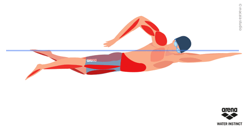 animation of the freestyle swimming stroke